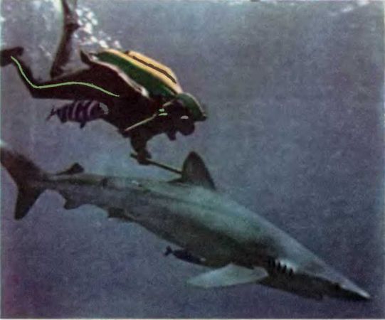 Жак-Ив Кусто, Филипп Кусто - Чтобы не было в море тайн