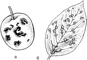 Светлана Ермакова - Календарь современного садовода. Защита сада и огорода от...