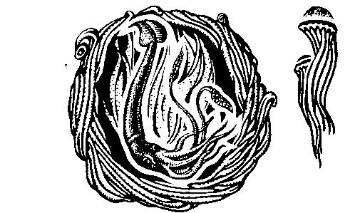 Сергей Павлов - Акванавты. Повесть