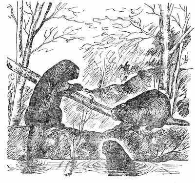 Чарлз Робертс - Лесной бродяга (рассказы и повести)