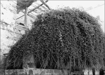 Наталья Владимирова - Святая великомученица Екатерина