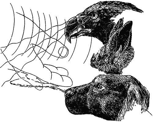 Лорус Милн, Маргарет Милн - Чувства животных и человека