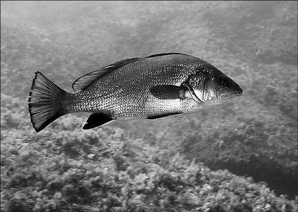 Анатолий Бернацкий - 100 великих тайн океана