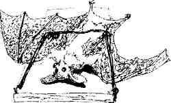 Записки орангутолога