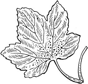 Светлана Ермакова - Календарь современного садовода. Защита сада и огорода от...