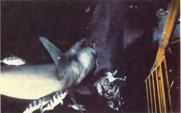 Жак-Ив Кусто, Филипп Кусто - Чтобы не было в море тайн