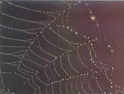 Ауст Зигфрид - Погода