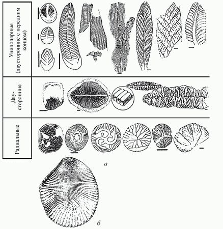 Кирилл Еськов - Удивительная палеонтология. История земли и жизни на ней