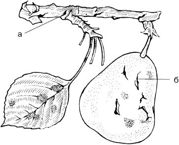 Светлана Ермакова - Календарь современного садовода. Защита сада и огорода от...