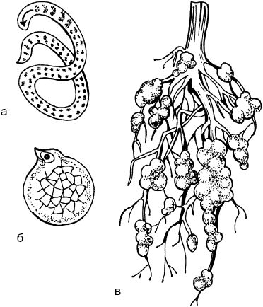 Светлана Ермакова - Календарь современного садовода. Защита сада и огорода от...