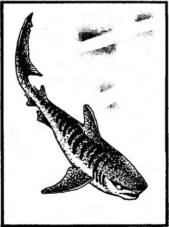 Жак-Ив Кусто, Филипп Кусто - Чтобы не было в море тайн