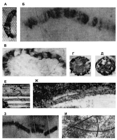 Марк Мосевицкий - Распространненость жизни и уникальность разума?