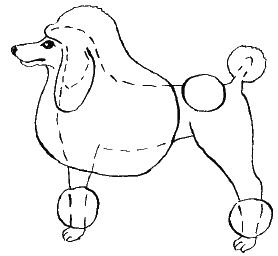 М. Колов, Е. Куприянова - Парикмахерская для собак и кошек