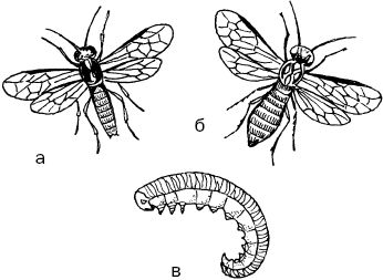 Светлана Ермакова - Календарь современного садовода. Защита сада и огорода от...
