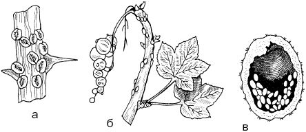 Светлана Ермакова - Календарь современного садовода. Защита сада и огорода от...