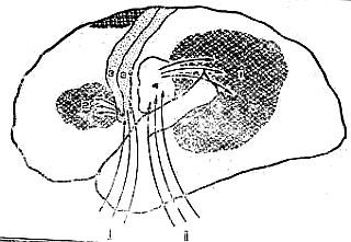 Марионилла Кольцова - Ребенок учится говорить.