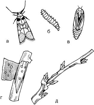 Светлана Ермакова - Календарь современного садовода. Защита сада и огорода от...