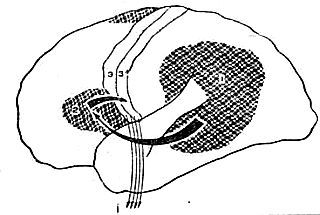 Марионилла Кольцова - Ребенок учится говорить.
