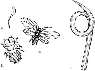 Светлана Ермакова - Календарь современного садовода. Защита сада и огорода от...