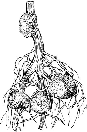 Светлана Ермакова - Календарь современного садовода. Защита сада и огорода от...