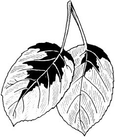 Светлана Ермакова - Календарь современного садовода. Защита сада и огорода от...