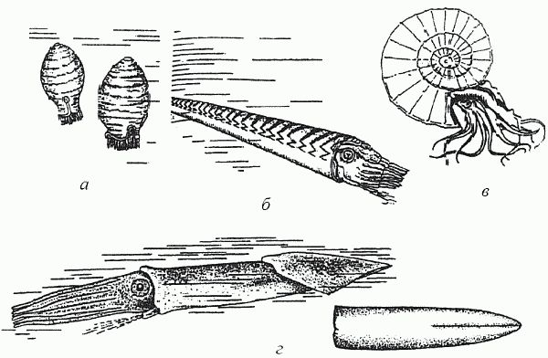 Кирилл Еськов - Удивительная палеонтология. История земли и жизни на ней