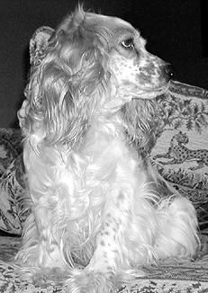 Марина Куропаткина - Спаниели