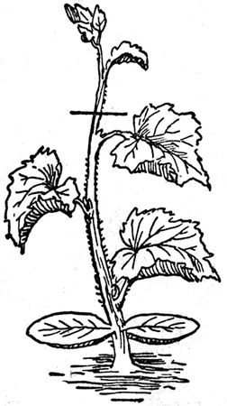 Павел Штейнберг - Как вырастить отличный урожай овощей и бахчевых. Рецепты,...