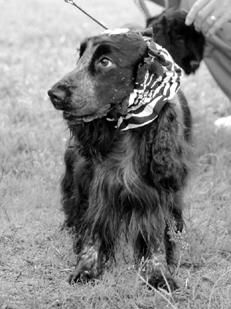 Марина Куропаткина - Спаниели