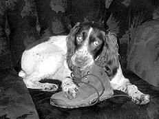 Марина Куропаткина - Спаниели