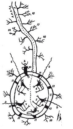 Альфред Леманн - Иллюстрированная история суеверий и волшебства