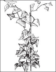 Ольга Мизирева, Любовь Губарева и др. - Экология человека: практикум для вузов