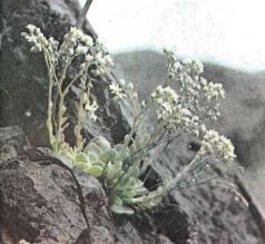 Тропинки в загадочный мир