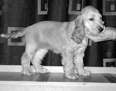 Марина Куропаткина - Спаниели