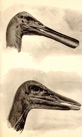 Йозеф Аугуста, Зденек Буриан - Летающие ящеры и древние птицы