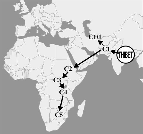 Эрнст Мулдашев - От кого мы произошли?