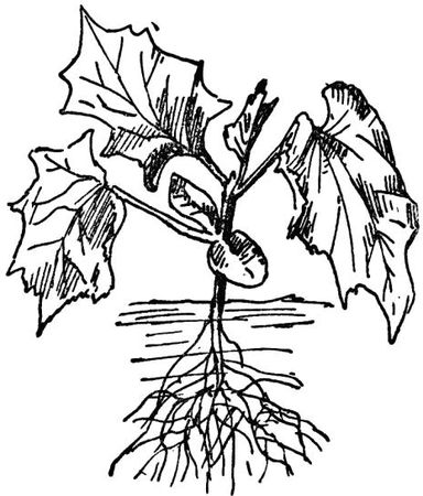 Павел Штейнберг - Как вырастить отличный урожай овощей и бахчевых. Рецепты,...