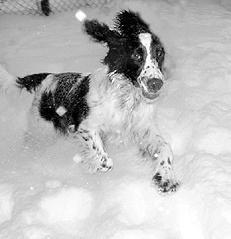 Марина Куропаткина - Спаниели