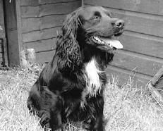 Марина Куропаткина - Спаниели