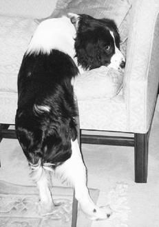 Марина Куропаткина - Спаниели