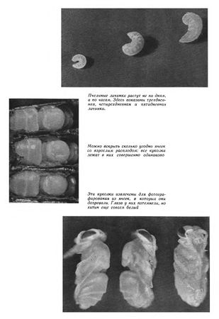 Иосиф Халифман - Пароль скрещенных антенн