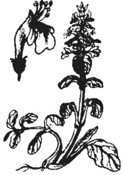 Агафья Звонарева - Лучшие народные лекарства