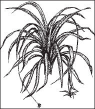 Ольга Мизирева, Любовь Губарева и др. - Экология человека: практикум для вузов