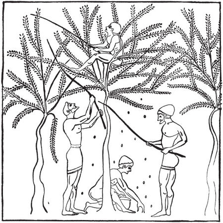 Чарльз Квеннелл, Марджори Квеннелл - Гомеровская Греция. Быт, религия, культура