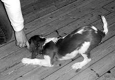 Марина Куропаткина - Спаниели