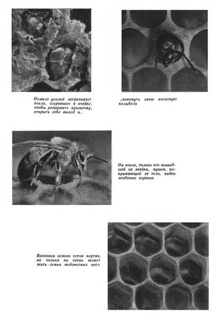 Иосиф Халифман - Пароль скрещенных антенн