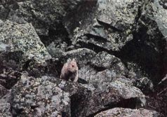 Тропинки в загадочный мир