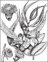 Ольга Мизирева, Любовь Губарева и др. - Экология человека: практикум для вузов