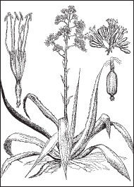 Ольга Мизирева, Любовь Губарева и др. - Экология человека: практикум для вузов