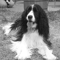 Марина Куропаткина - Спаниели